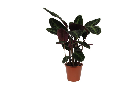 🌿 Calathea Warscewiczii