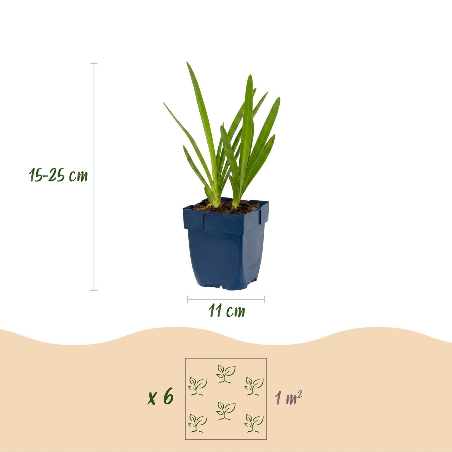 🌿 Agapanthus africanus – Blauwe Afrikaanse Lelie | 3 stuks