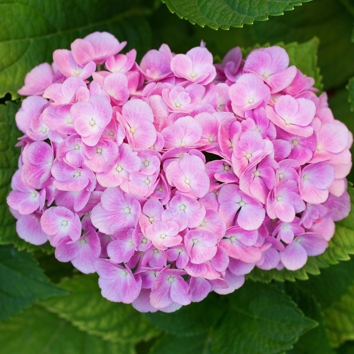💗 Hydrangea macrophylla – Roze Hortensia (3 Stuks)