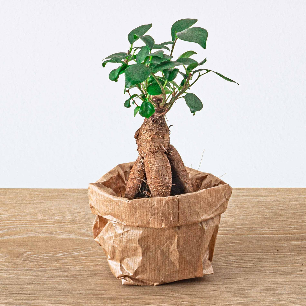 🌿Terrarium Navulling & Startpakket – Ficus Ginseng Bonsai