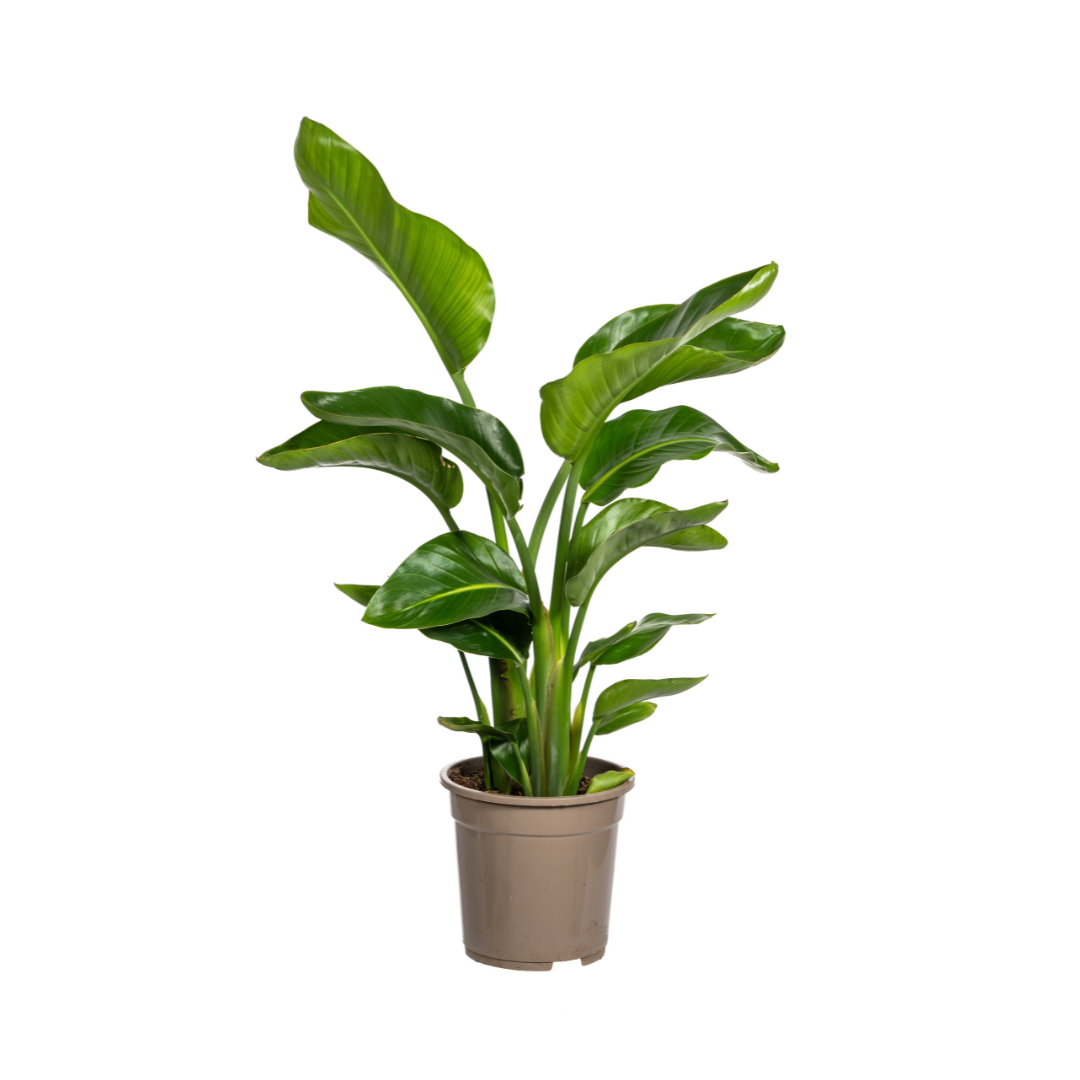 🌴 Strelitzia Nicolai XL Paradijsvogelplant