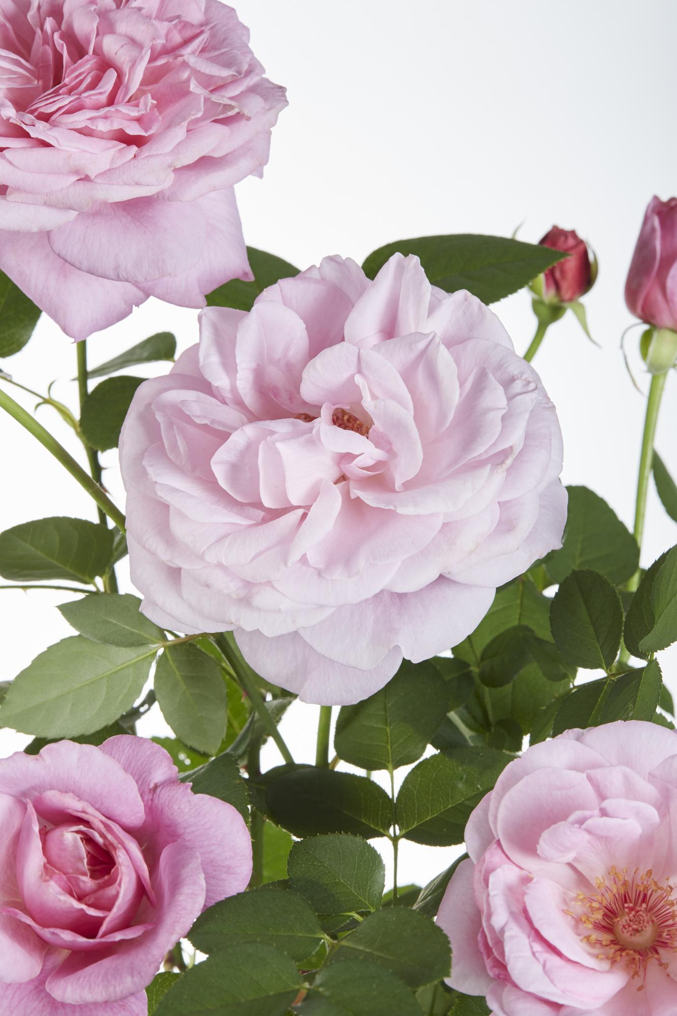 🌹 Rosa Crazy in Love ‘Pink’ – Romantische Klimroos Roze | (3 stuks)