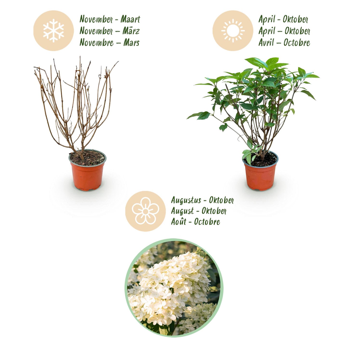 🌿 Hydrangea paniculata 'Limelight' | Pluimhortensia met Limegroene Bloemen