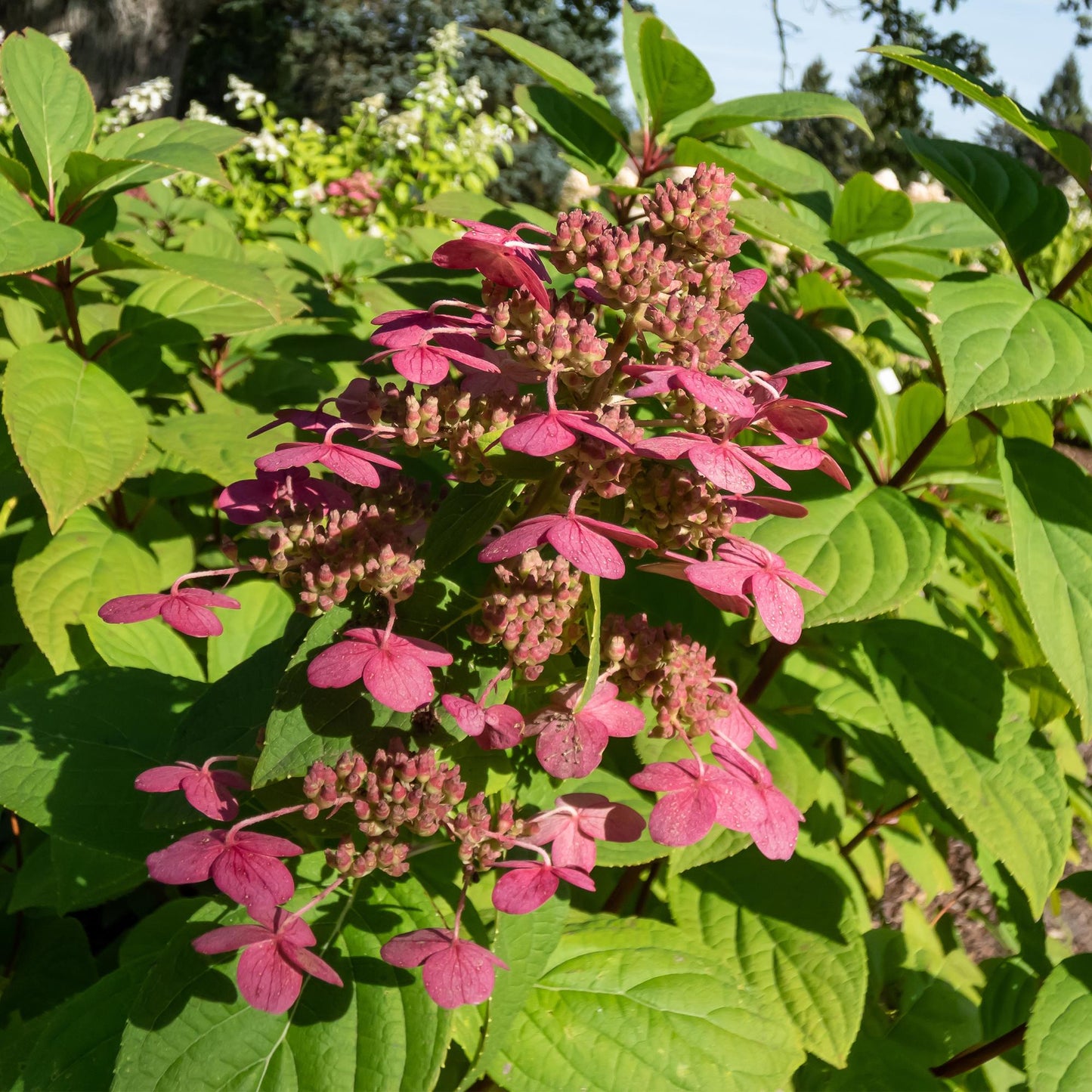 🌸 Hydrangea paniculata ‘Wim’s Red’ – Pluimhortensia | (3 stuks)