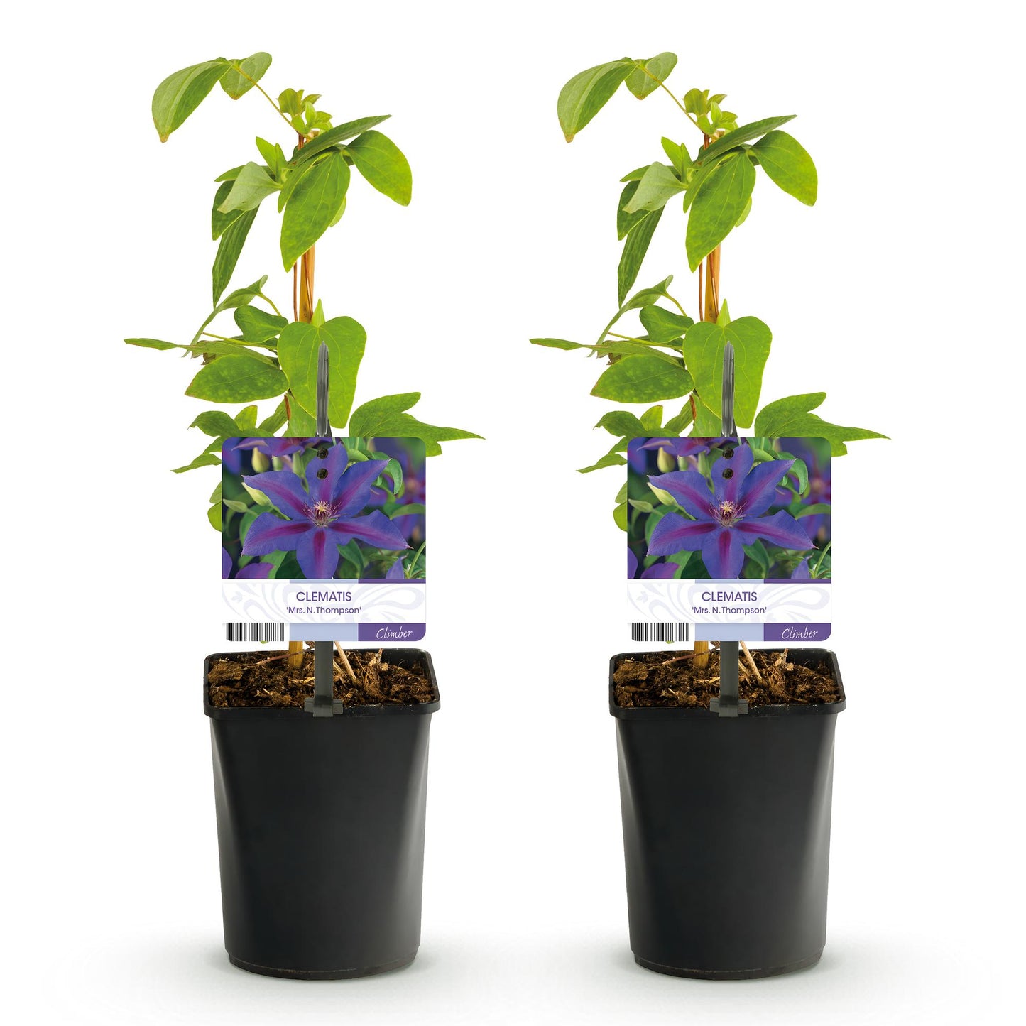 🌸 Clematis ‘Mrs. N. Thompson’ – Klimplant (2 Stuks)