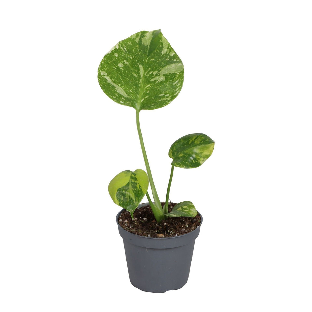 ⚡ Monstera deliciosa ‘Electro Light’ – Bonte exclusieve kamerplant