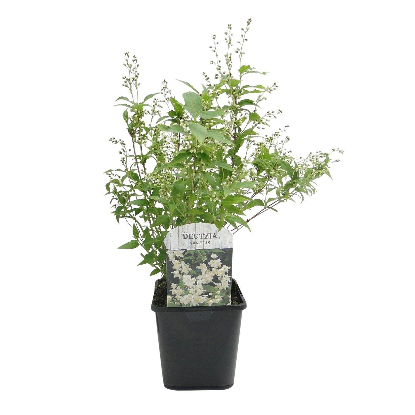 🤍 Deutzia gracilis – Bruidsbloem