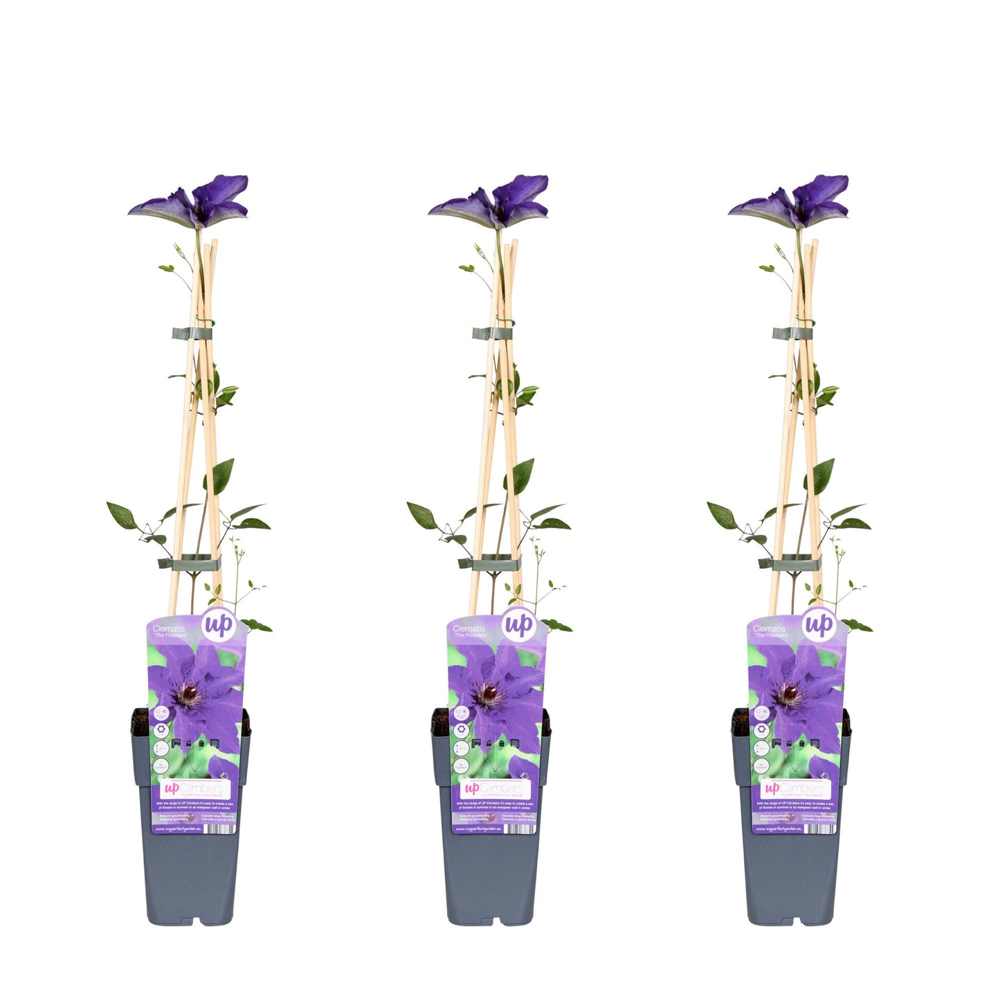 🌸 Clematis ‘The President’ – Klimplant (3 Stuks)