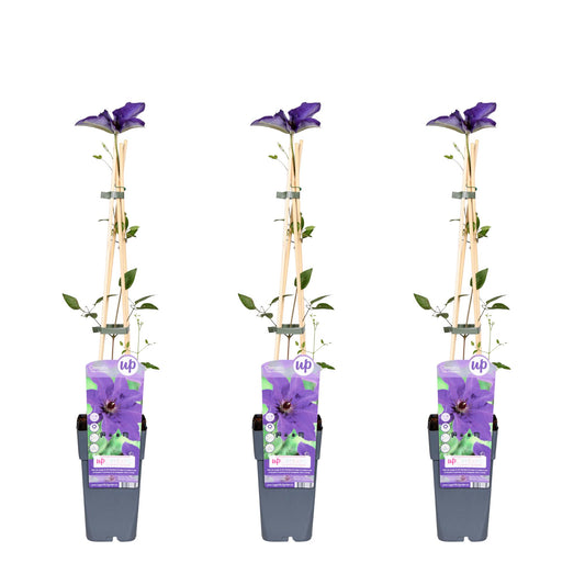 🌸 Clematis ‘The President’ – Klimplant (3 Stuks)