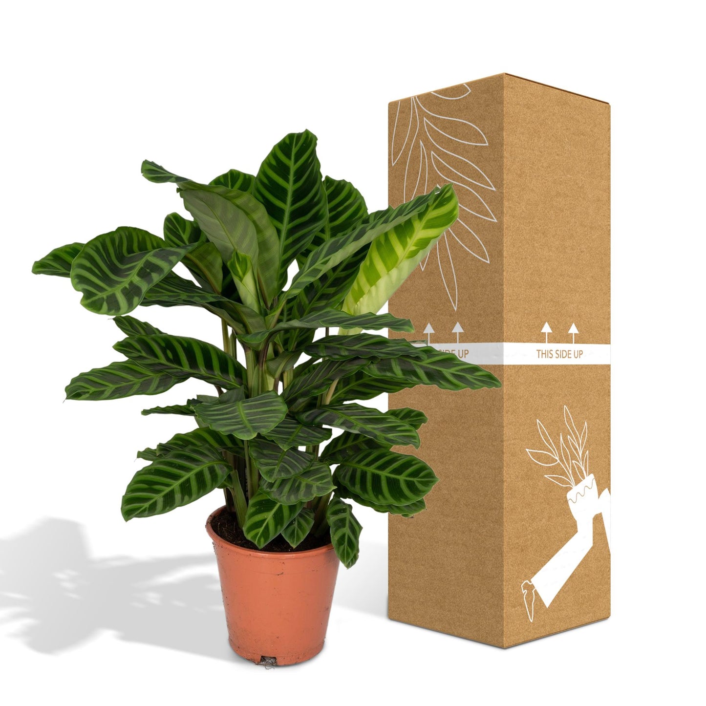 🌿 Calathea Zebrina | Grote Pauwenplant