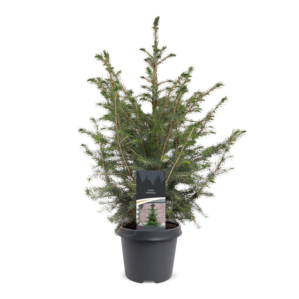 🎄 Picea omorika – Servische spar voor een sfeervolle kerst