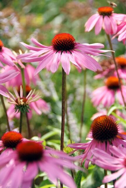 🌸 Echinacea purpurea ‘Magnus’ – Zonnehoed (6 Stuks)