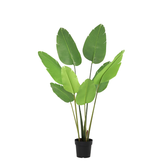 🌿 Kunst Strelitzia Nicolai