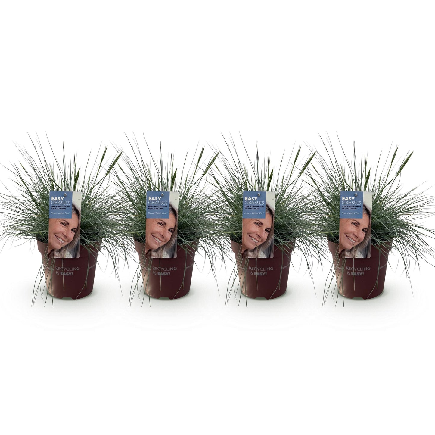 🔵 Festuca glauca ‘Intense Blue’ – Blauw Siergras | (4 stuks)