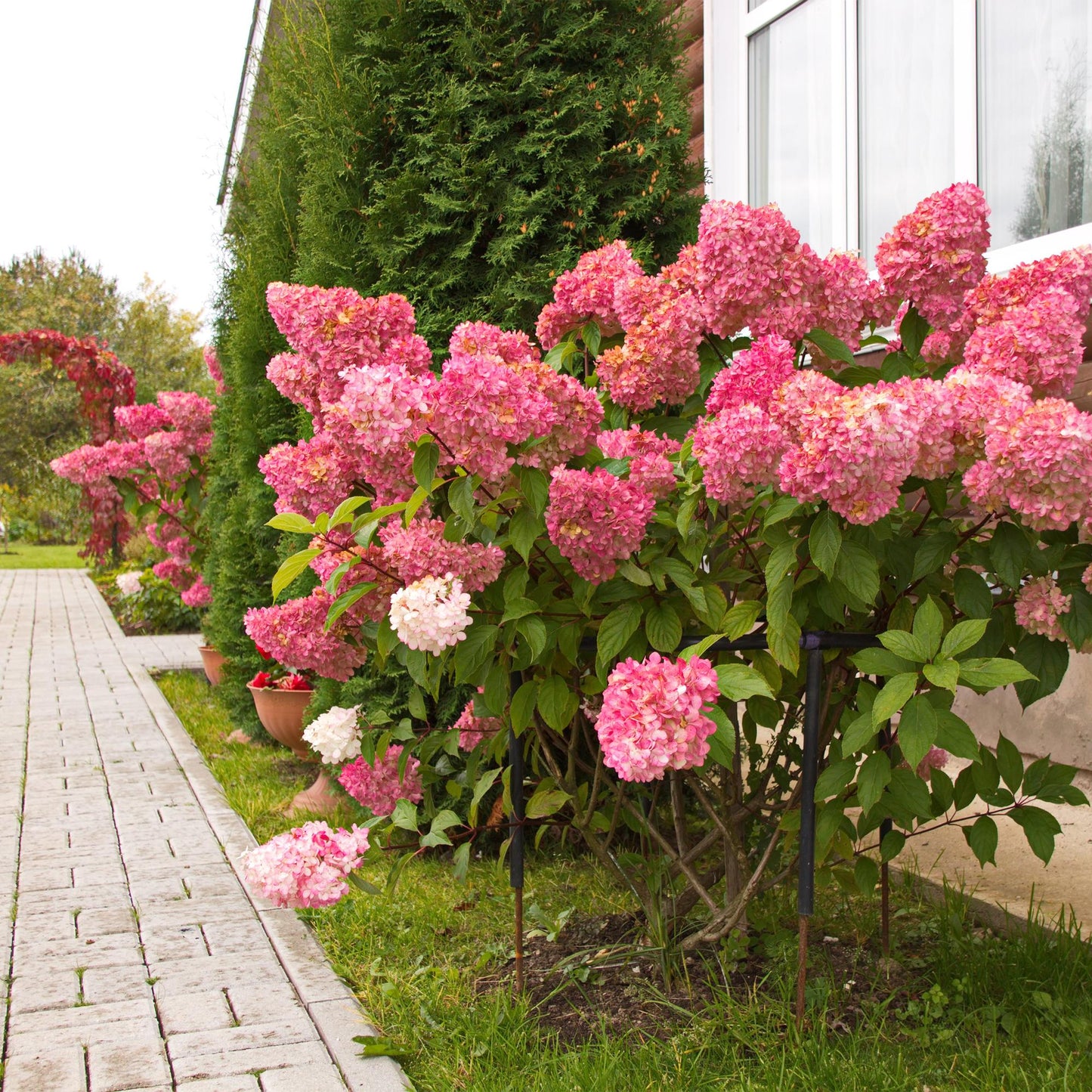 🌸 Hydrangea paniculata ‘Vanille Fraise’ – Pluimhortensia | (3 stuks)