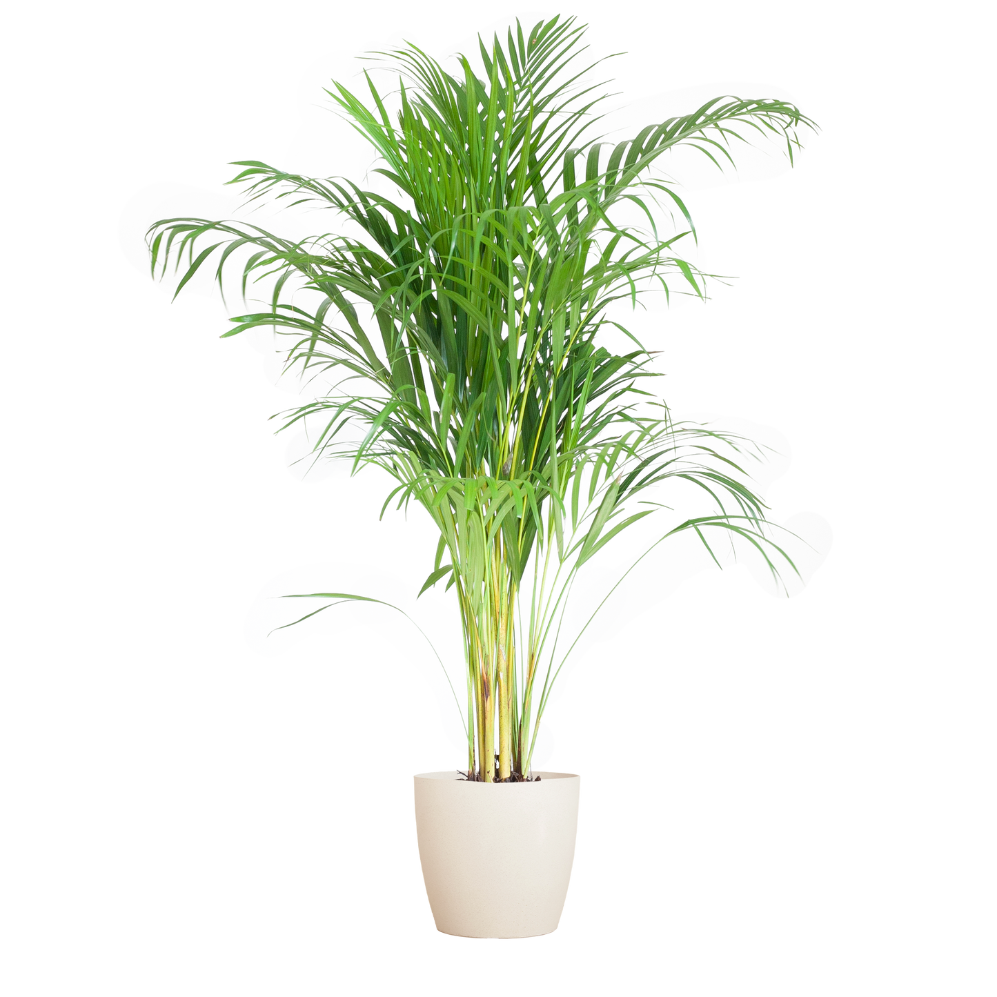 🌴 Areca Palm (Dypsis) – Goudpalm met Vibers Pot Wit