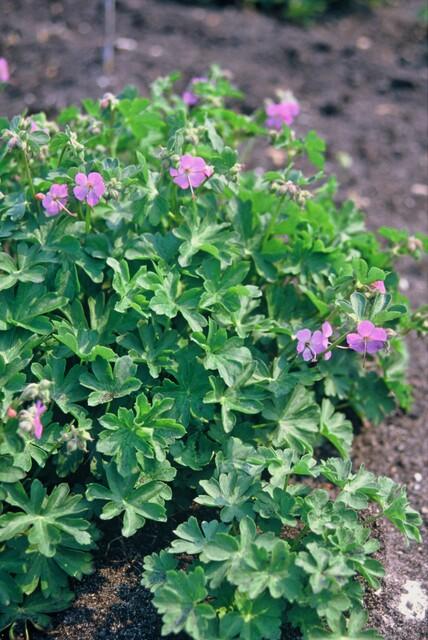 🌸 Geranium ‘Cambridge’ – Winterharde Bloeiende Bodembedekker (6 stuks)