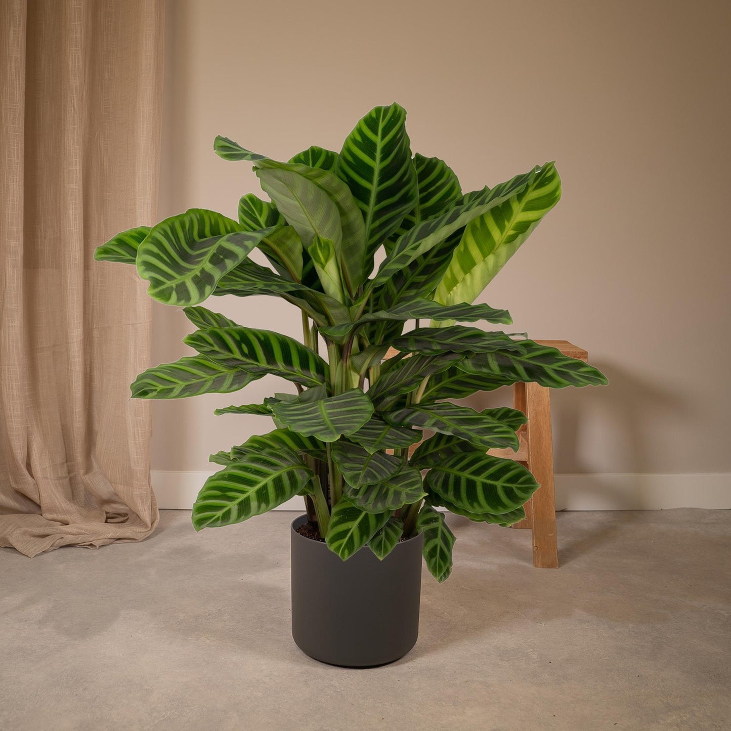 🌿 Calathea Zebrina | Grote Pauwenplant