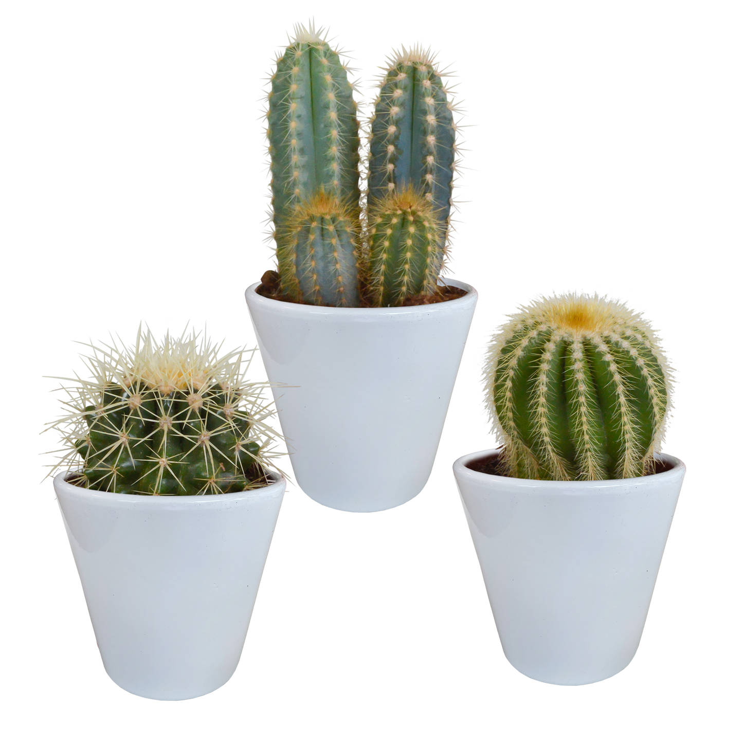 🌵 Cactus Mix –in Witte Pot (3 stuks)
