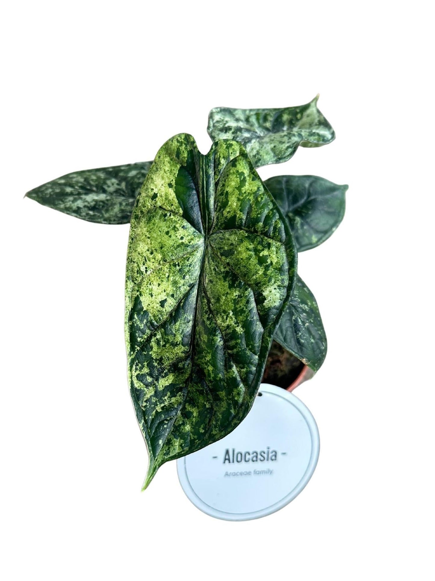 🌱 Alocasia Dragon Scale Variegata