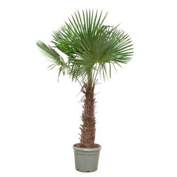 🌴 Trachycarpus fortunei – Winterharde Chinese Waaierpalm