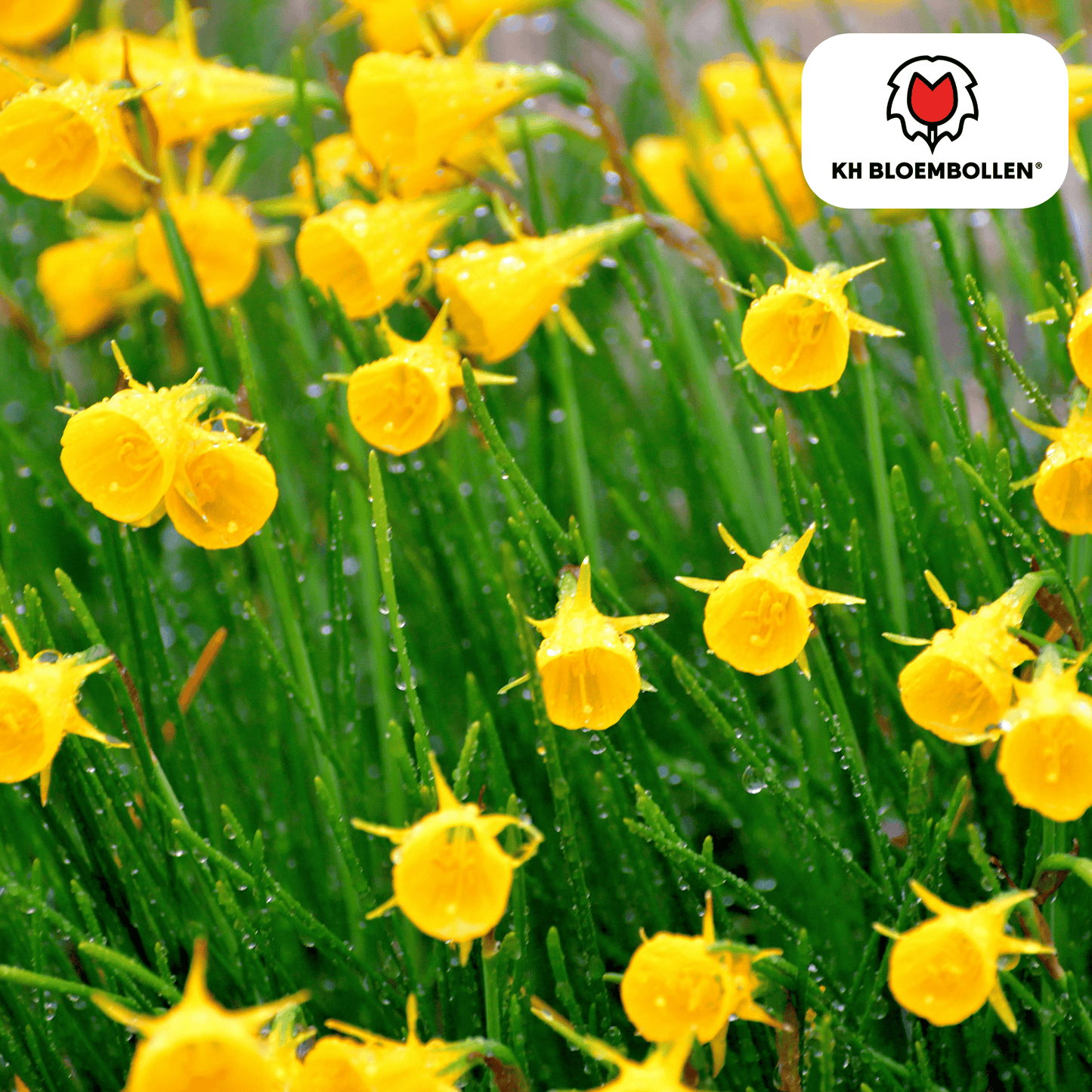 🌼  Narcis ‘Golden Bells’  Stralende Lentefavoriet (25 stuks)