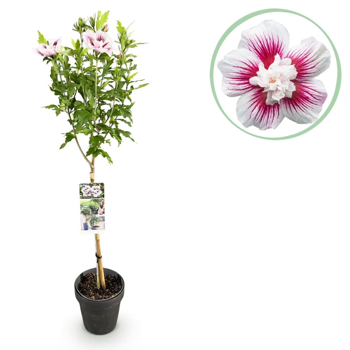 🌸 Hibiscus syriacus ‘Starburst Chiffon®’ – Hibiscus op Stam