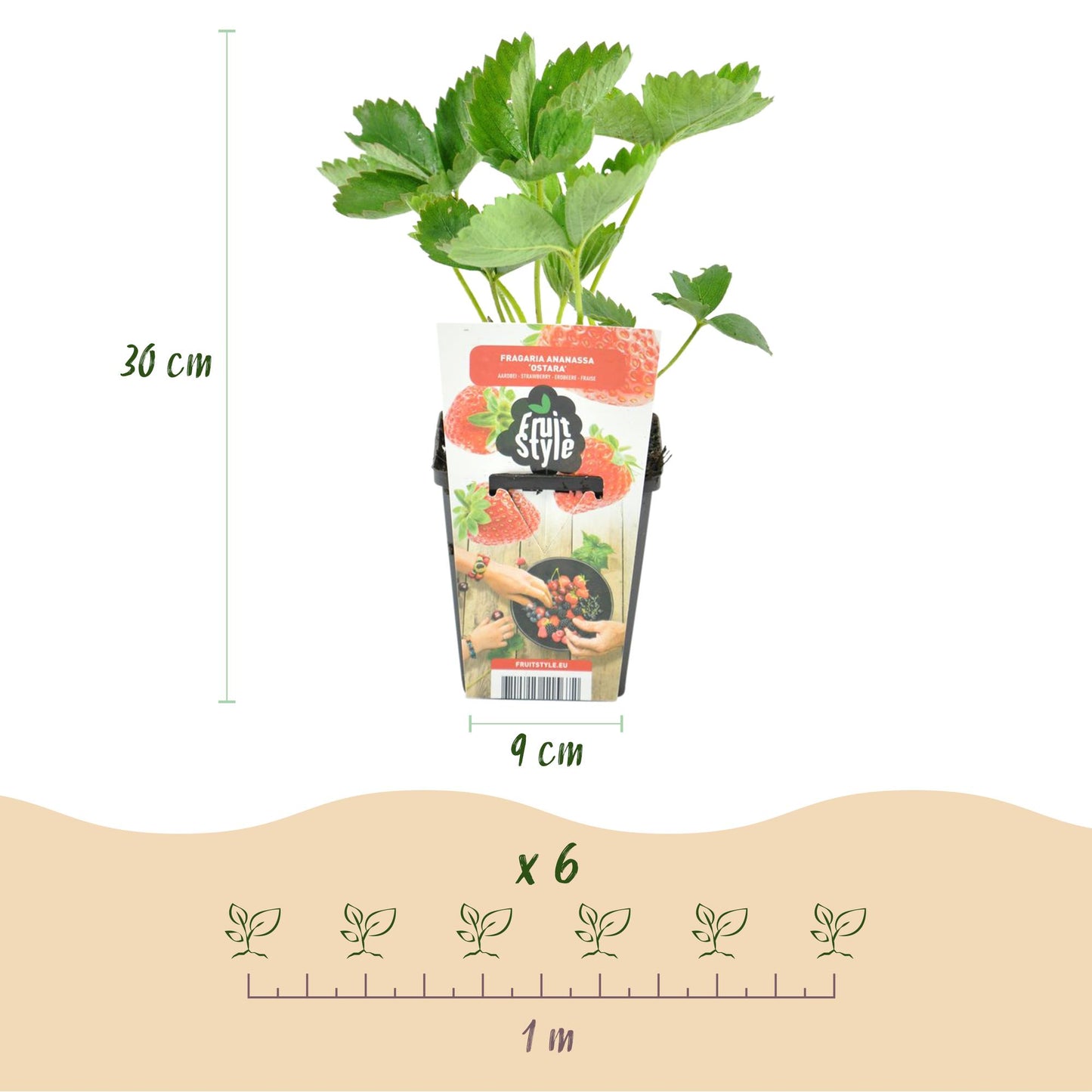 🍓 Fragaria ‘Elvira’ – Aardbeiplant | (6 stuks)