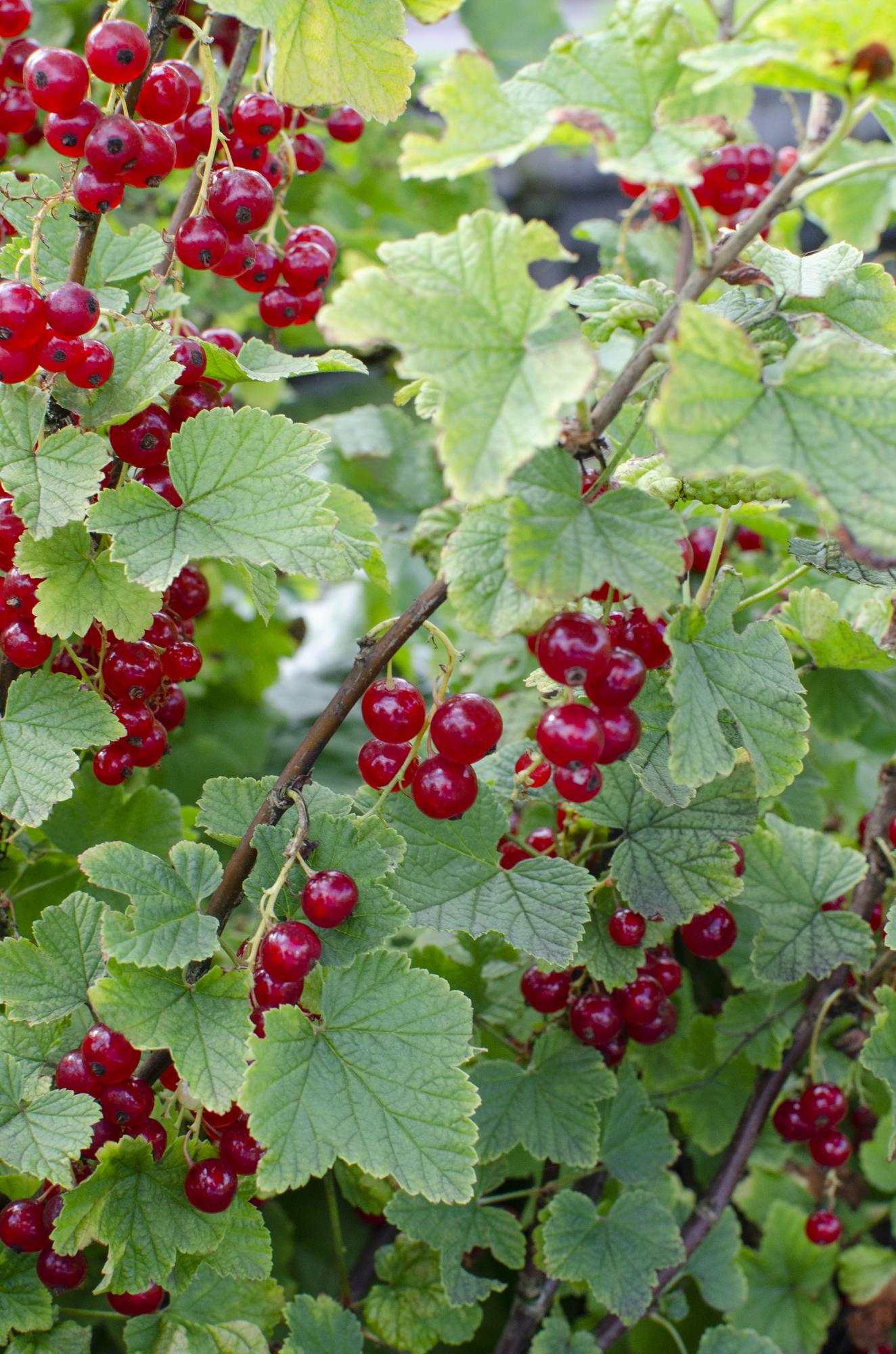 🍒 Ribes rubrum ‘Jonkheer van Tets’ – Aalbes