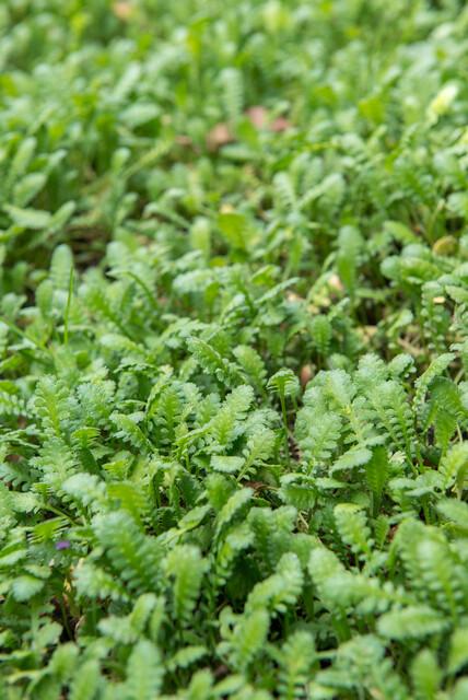 🌿 Leptinella squalida – Winterharde Lage Bodembedekker (24 stuks)