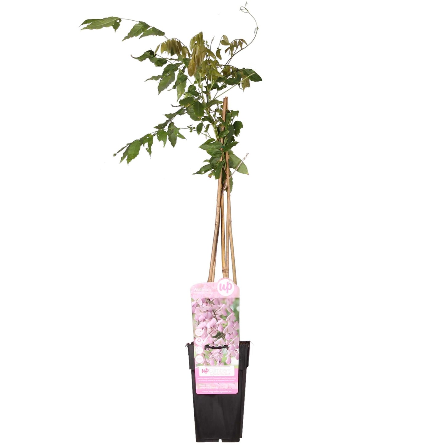 🌸 Wisteria floribunda ‘Rosea’ – Roze Blauwe Regen