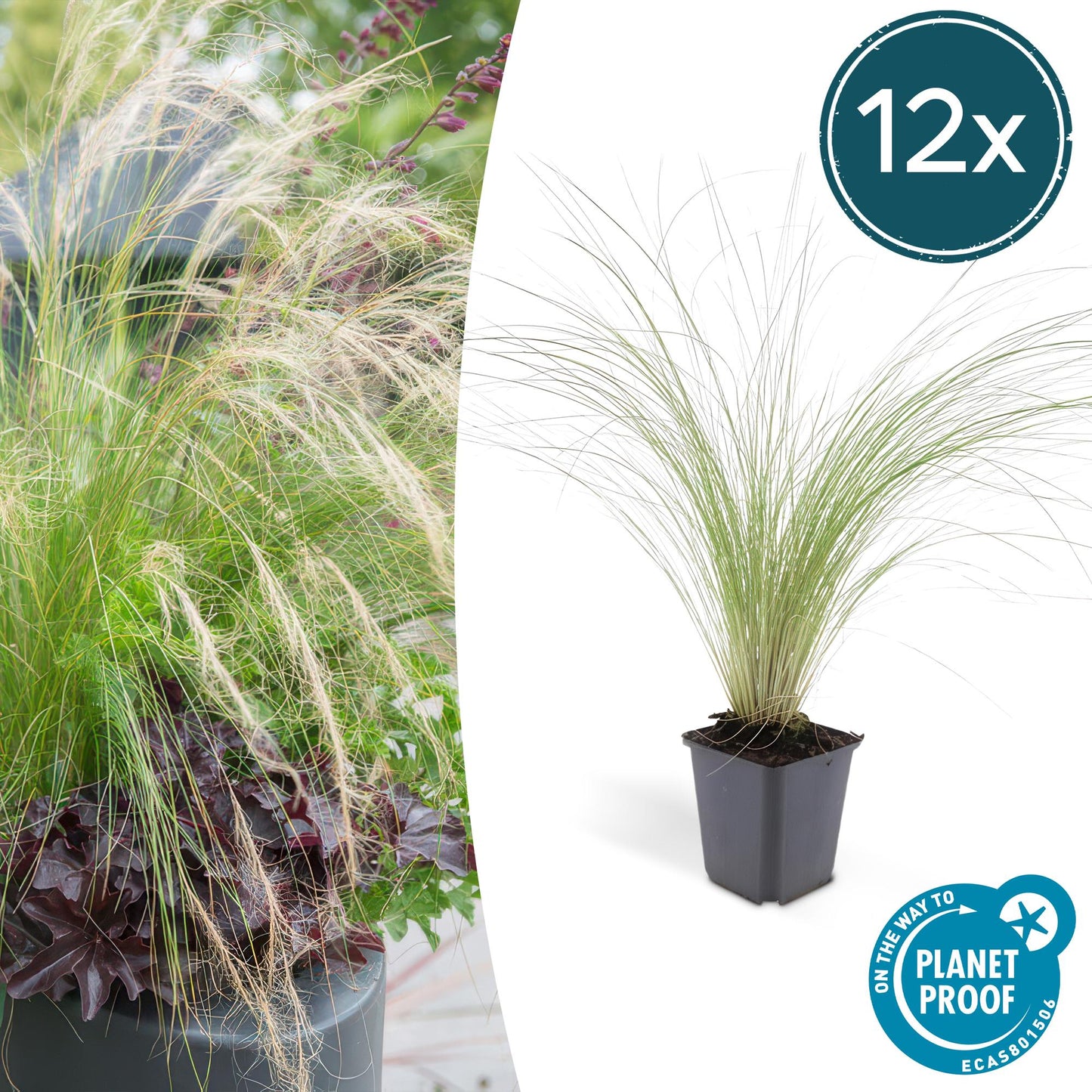 🌾 Stipa tenuissima ‘Ponytails’ | Siergras (12 Stuks)