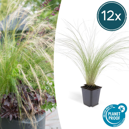 🌾 Stipa tenuissima ‘Ponytails’ | Siergras (12 Stuks)