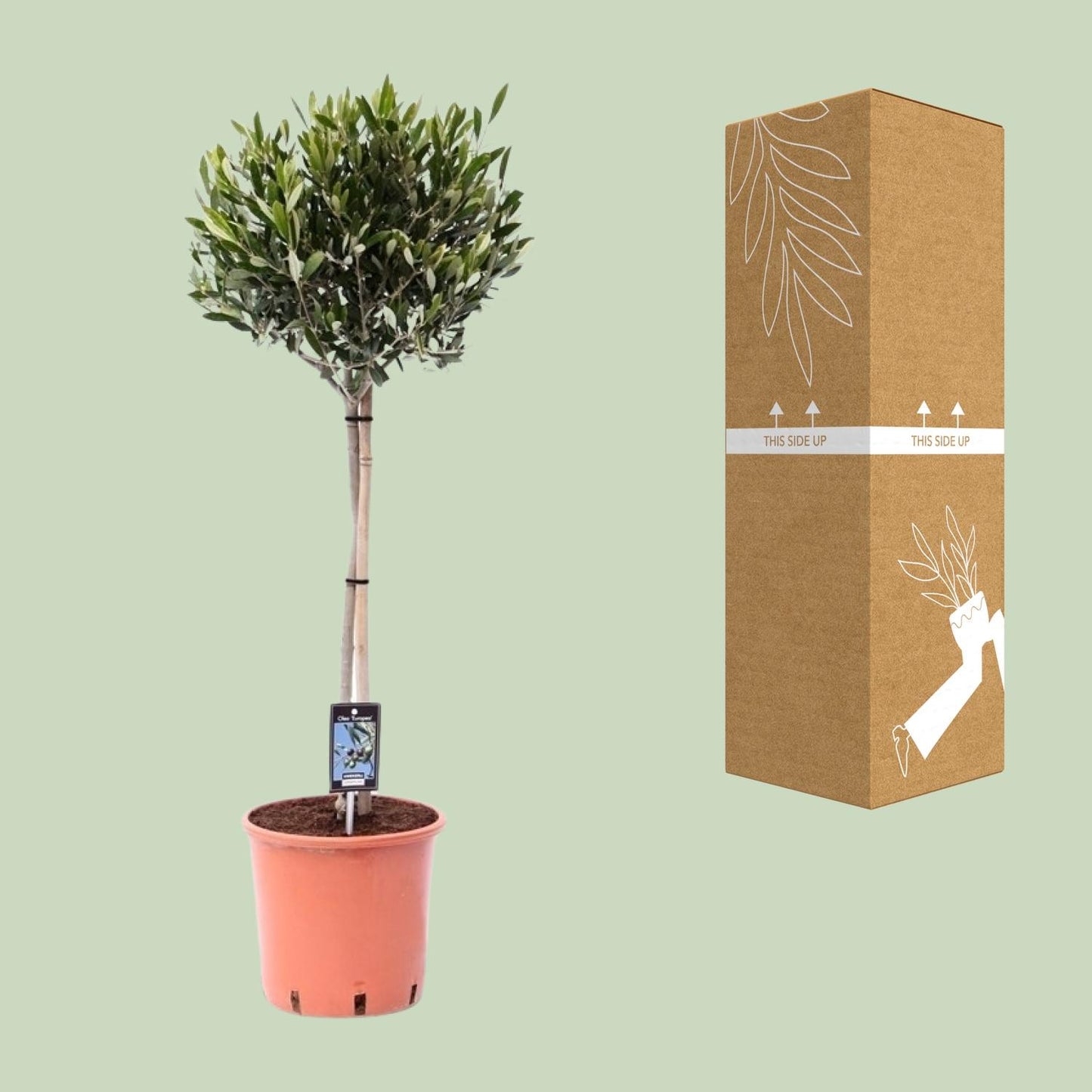 🌳 Olea europaea – Mediterrane Olijfboom