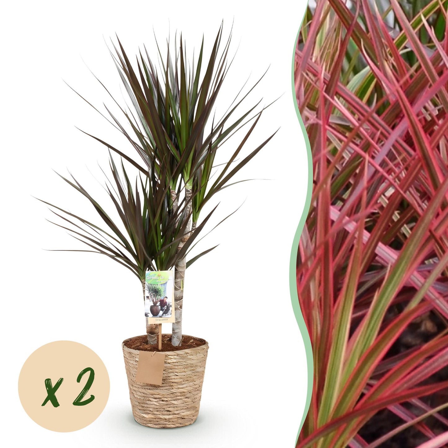 🌿 Dracaena ‘Magenta’ | Drakenbloedboom met Mand (2 Stuks)