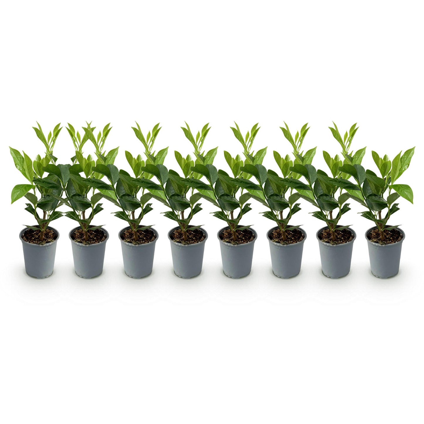 🌿 Prunus laurocerasus ‘Caucasica’ | Laurierhaag (8 Stuks)