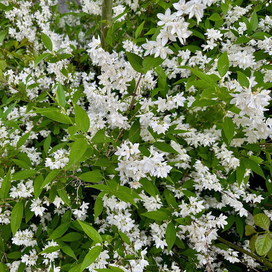 🤍 Deutzia gracilis – Bruidsbloem