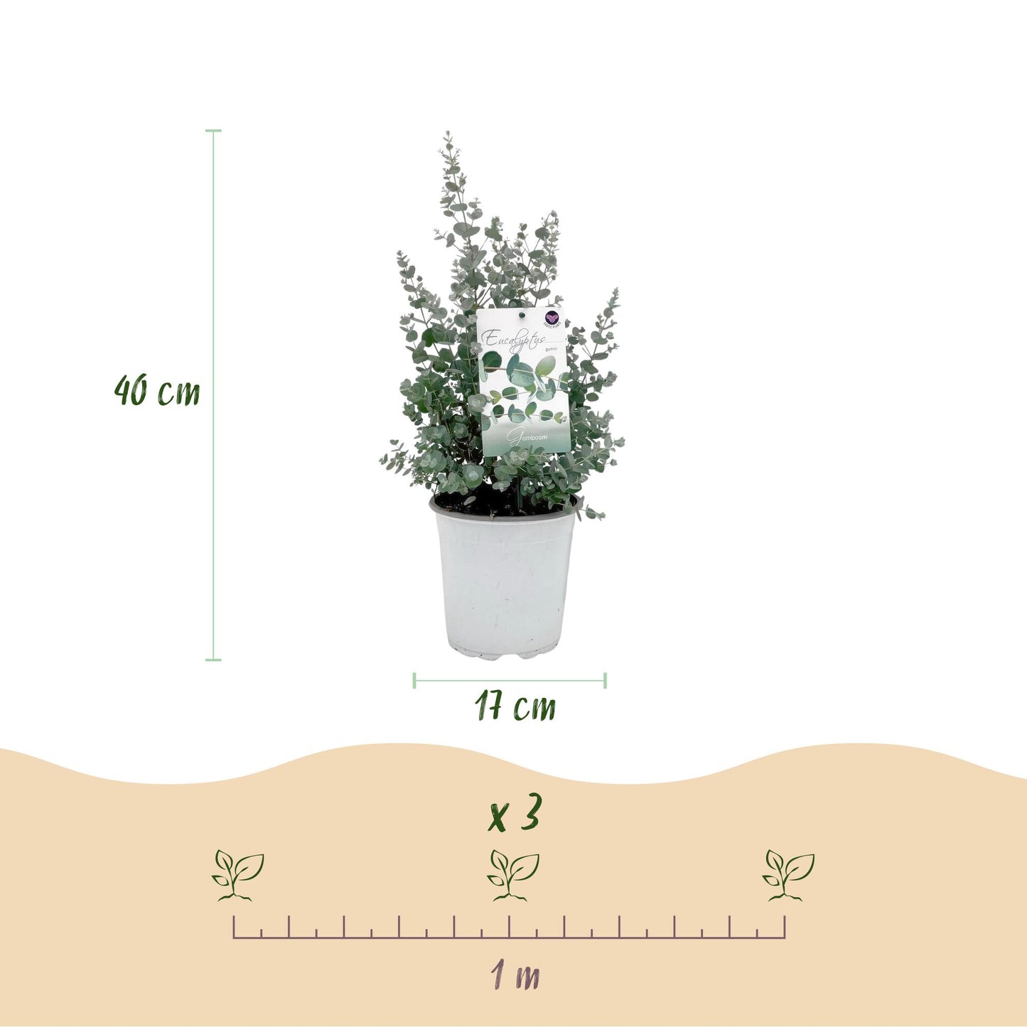 🌿 Eucalyptus gunnii – Eucalyptus Boom | (2 stuks)