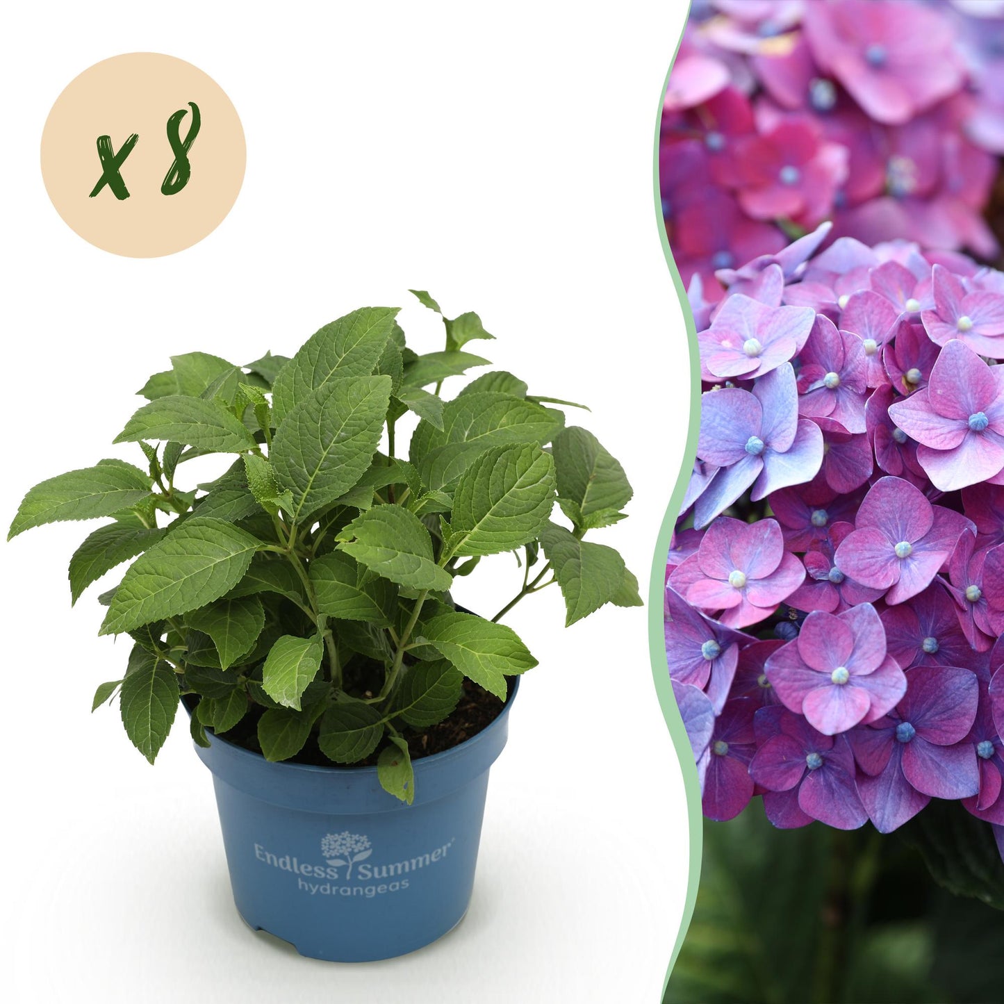 🌸 Hydrangea ‘Summer Love Purple’ | Hortensia (8 Stuks)