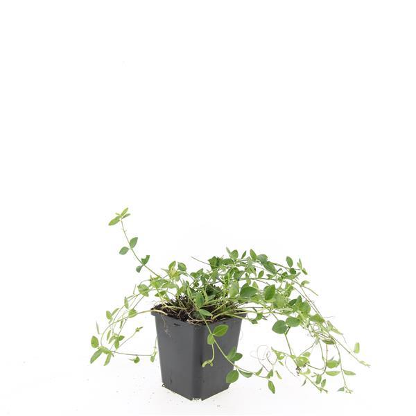 🌿 Vinca minor ‘Gertrude Jekyll’ – Winterharde Witte Bodembedekker (48 stuks – ca. 4–8 m²)
