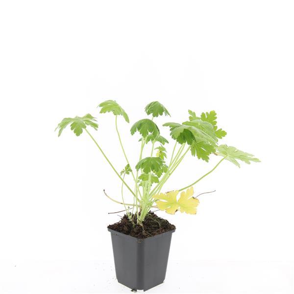 🌿 Geranium macrorrhizum ‘Spessart’ – Winterharde Geurende Bodembedekker (24 stuks)