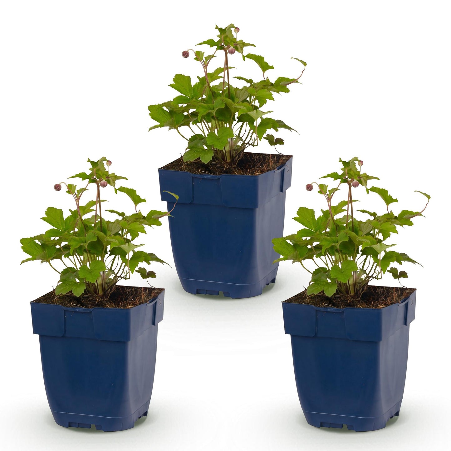 🌿 Anemone hupehensis 'Splendens' – Donkerroze Herfstanemoon | 3 stuks