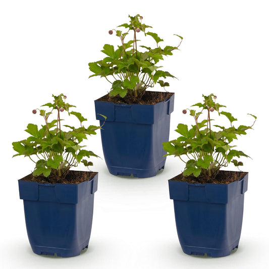🌿 Anemone hupehensis 'Splendens' – Donkerroze Herfstanemoon | 3 stuks