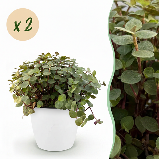 🌿 Callisia Repens | Diervriendelijk Kattengras met Witte Pot (2 stuks)