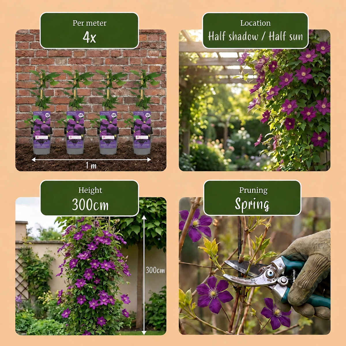 🌿 Clematis ‘Étoile Violette’ – Bosrank – Paars – Klimplant | (2 stuks)