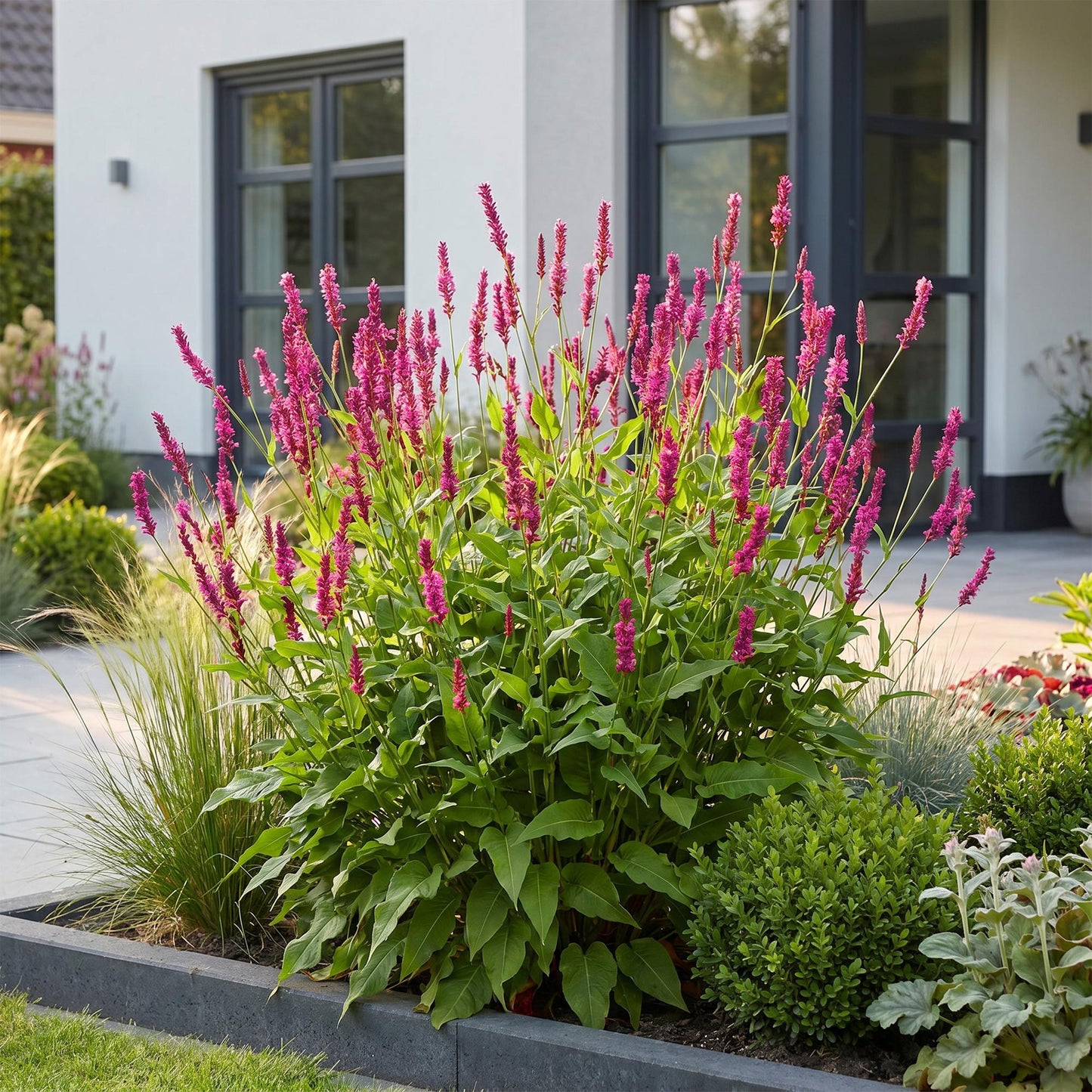 🌿 Persicaria amplexicaulis – Duizendknoop | 3 stuks