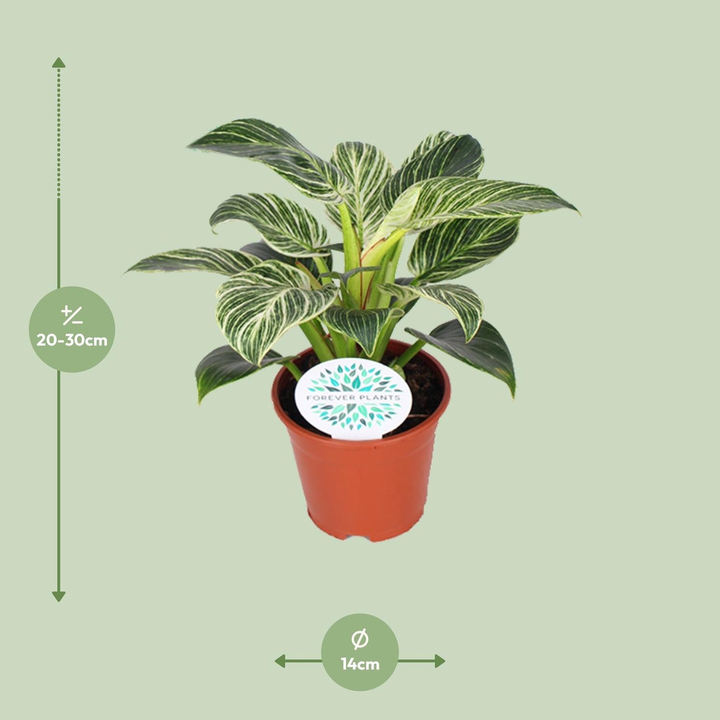 🌿 Philodendron Birkin | Luxe Kamerplant met Uniek Blad