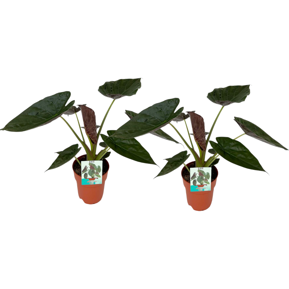 🌿 Alocasia Wentii | Grote Tropische Kamerplant (2 stuks)