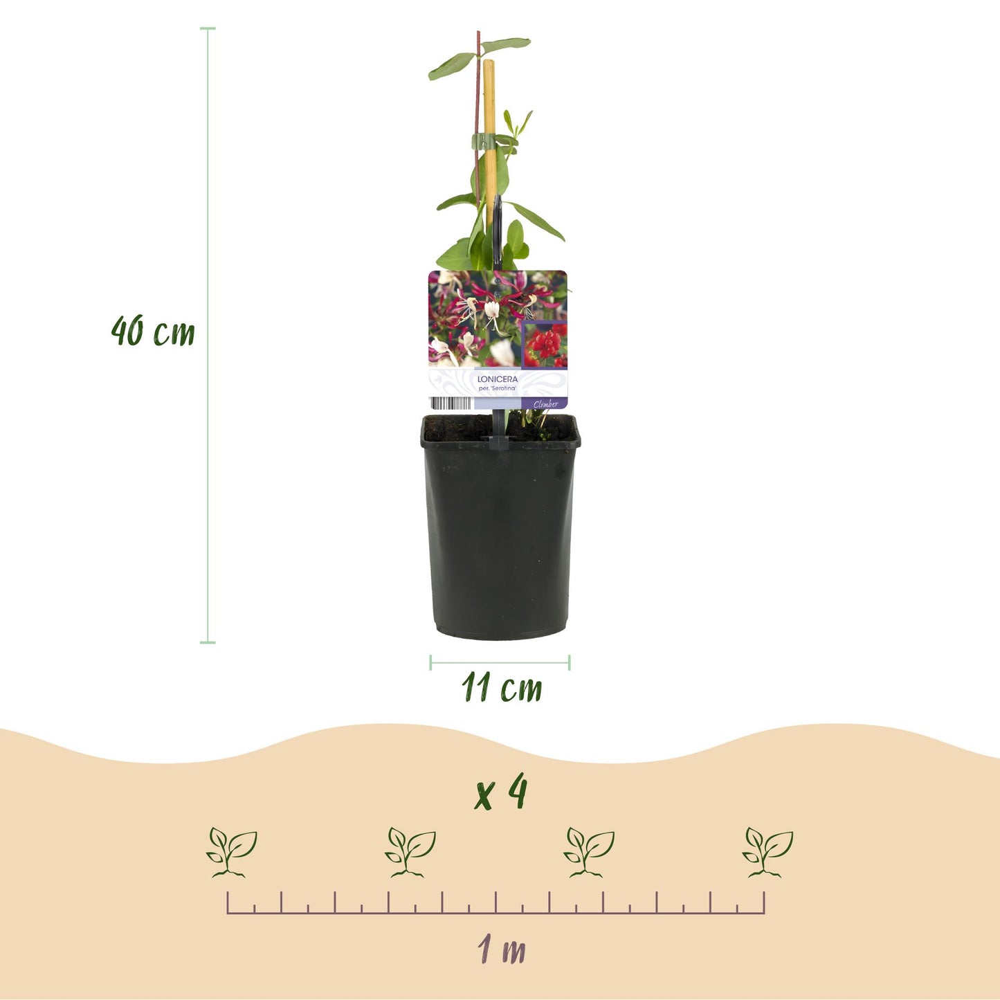 🌸 Lonicera serotina – Kamperfoelie (2 Stuks)