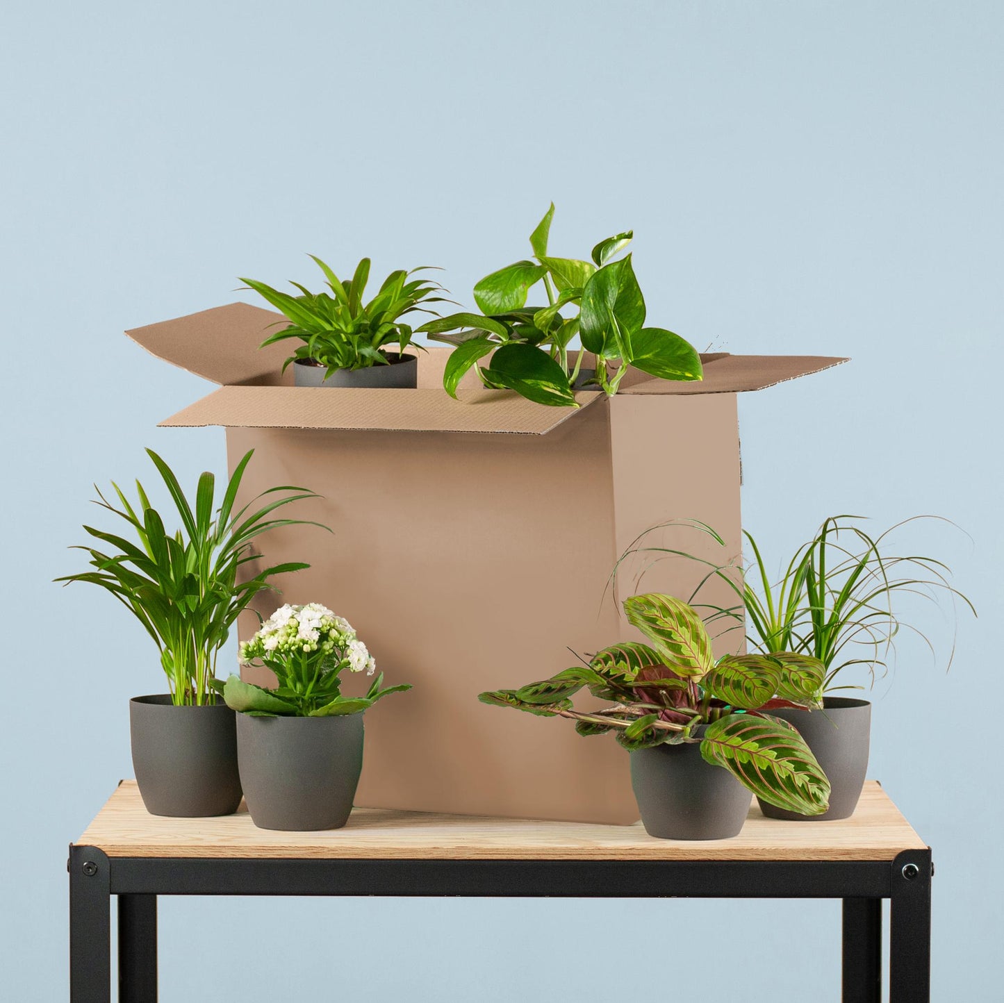 🌿 Groene Kneusjesbox (6 stuks) – incl. 6 x pot Viber zwart
